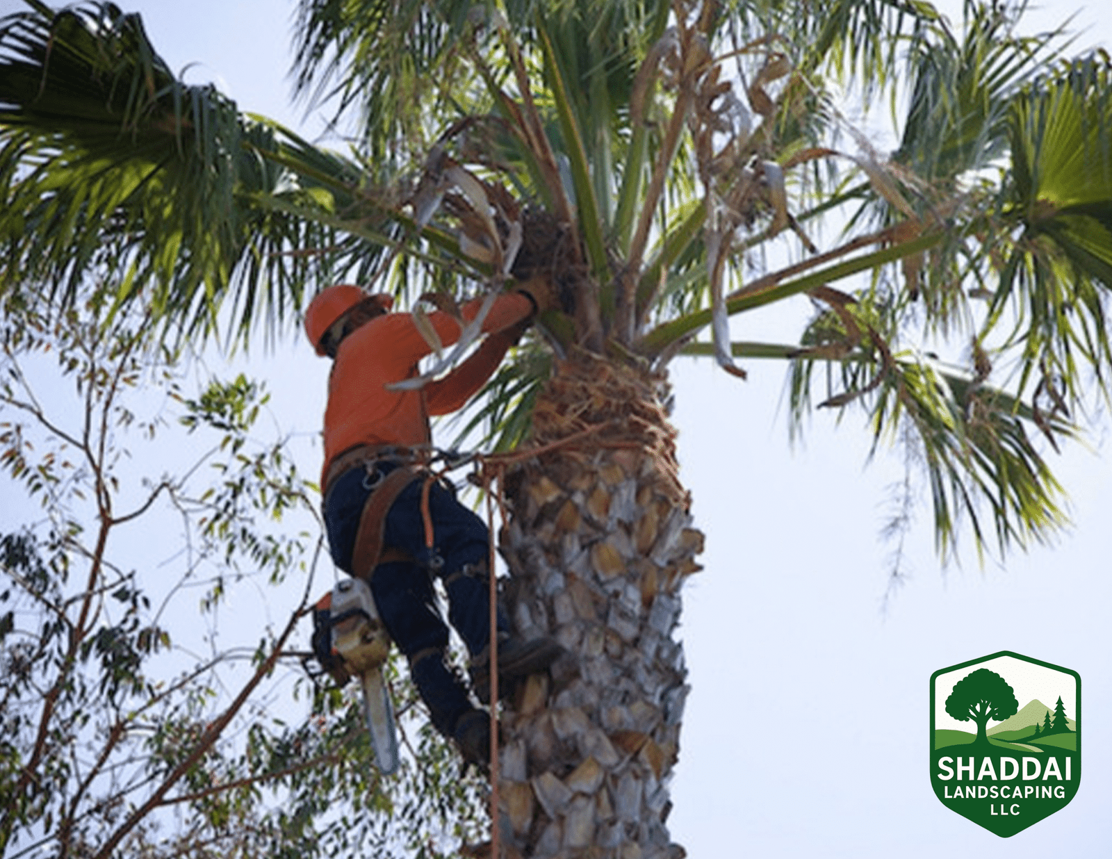Tree Triming
